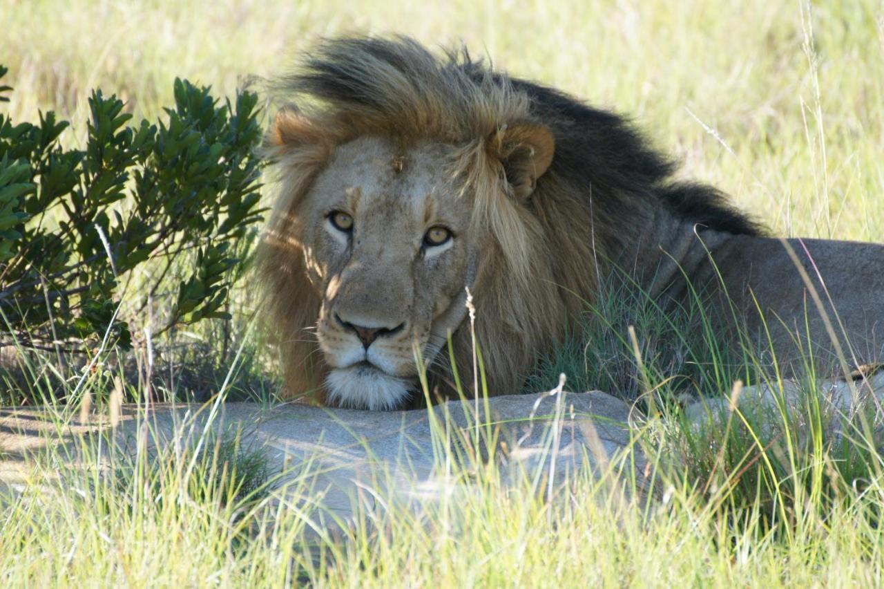 Lalibela Game Reserve - Kichaka Lodge Paterson Eksteriør bilde