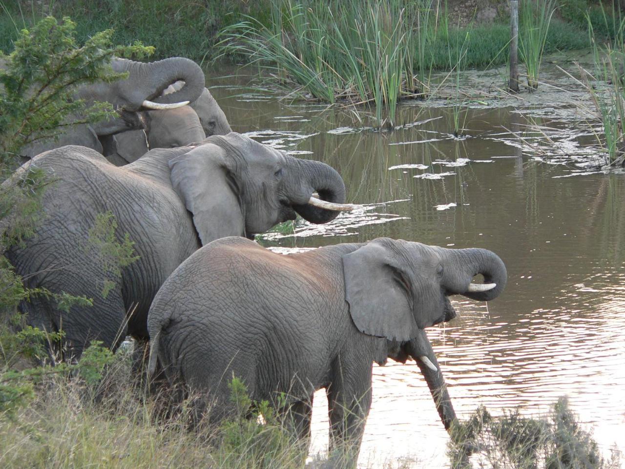 Lalibela Game Reserve - Kichaka Lodge Paterson Eksteriør bilde