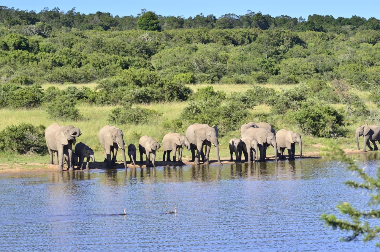 Lalibela Game Reserve - Kichaka Lodge Paterson Eksteriør bilde