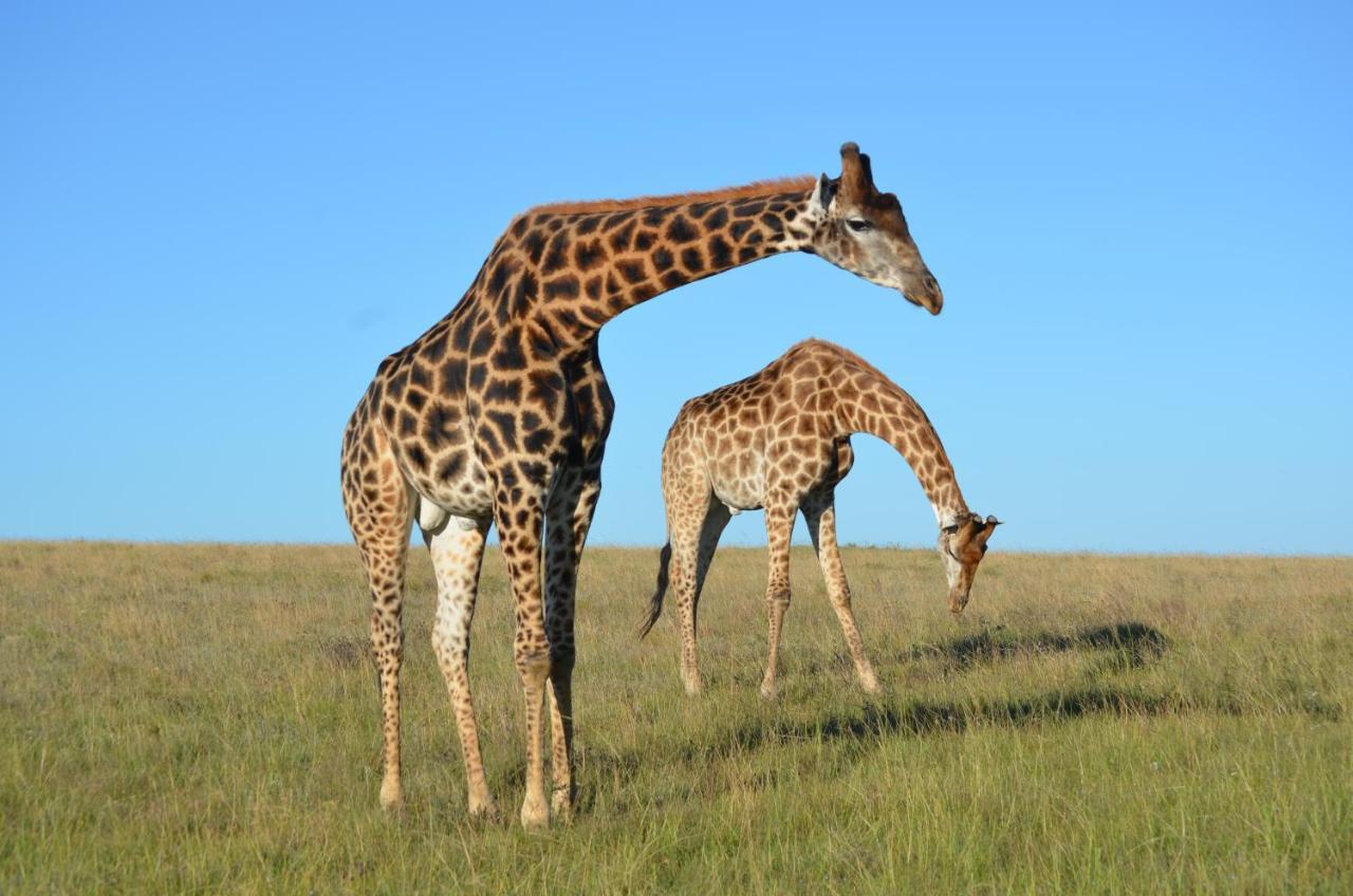 Lalibela Game Reserve - Kichaka Lodge Paterson Eksteriør bilde