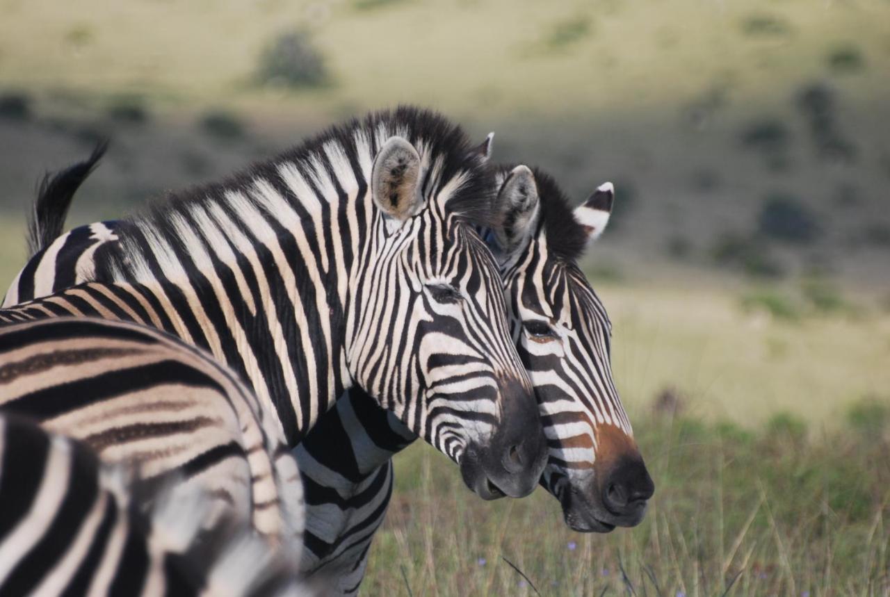 Lalibela Game Reserve - Kichaka Lodge Paterson Eksteriør bilde