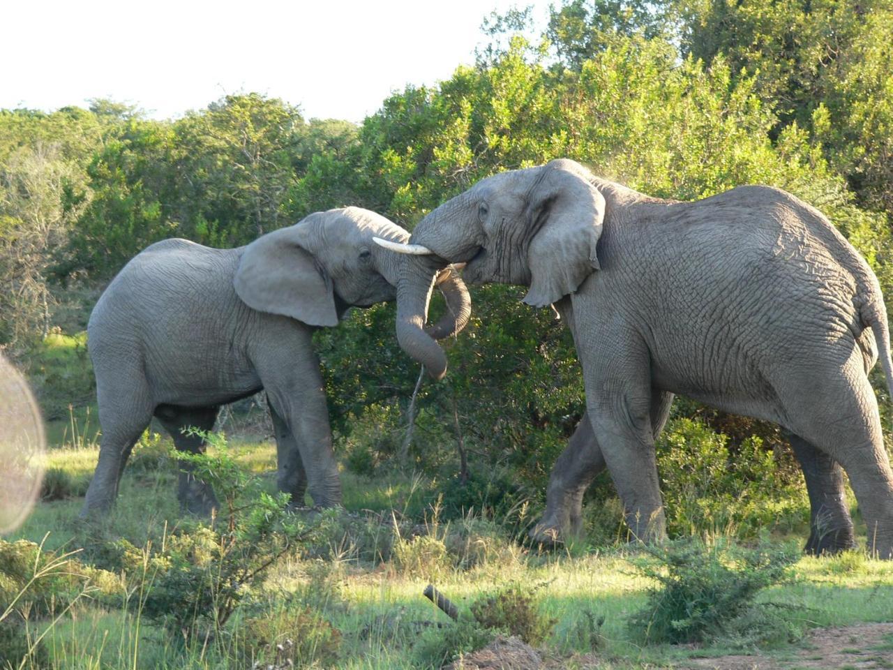 Lalibela Game Reserve - Kichaka Lodge Paterson Eksteriør bilde