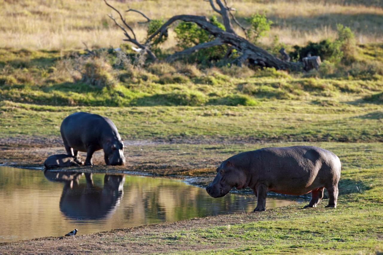 Lalibela Game Reserve - Kichaka Lodge Paterson Eksteriør bilde